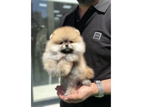 Teddy pomeranian prenses