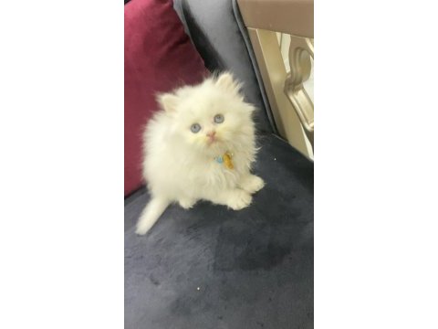 Çok tatlış bir birinden güzel yavru kediler