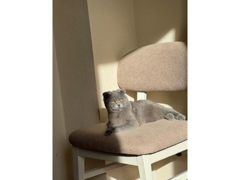 Ücretsiz sahiplendirme scottish fold kedimiz