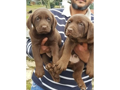 Üreticiden a plus kalite labrador yavrular