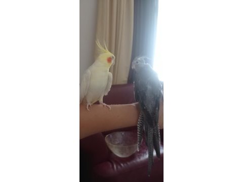 Çift sultan papağanı