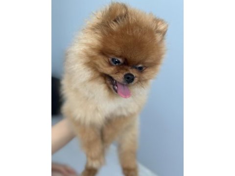 Yavru 2 yaşında erkek pomeranian