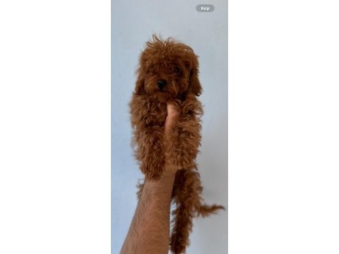 Safkan kore teacup toy poodle