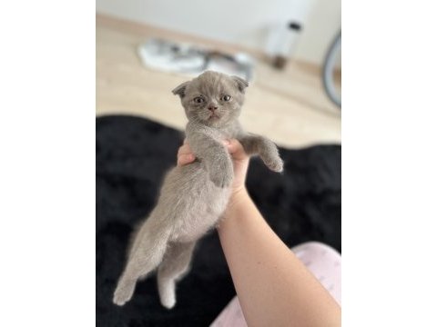 Safkan scottish fold kedisi yavrusu