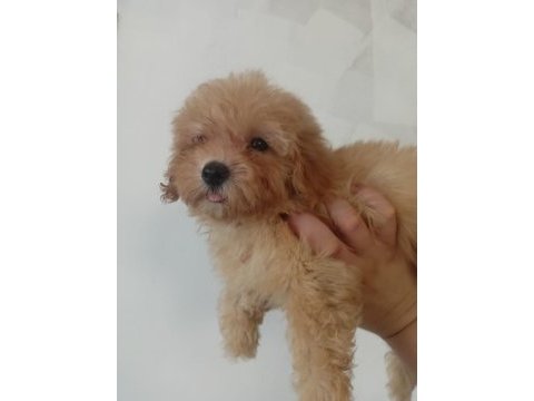 Erkek maltipoo