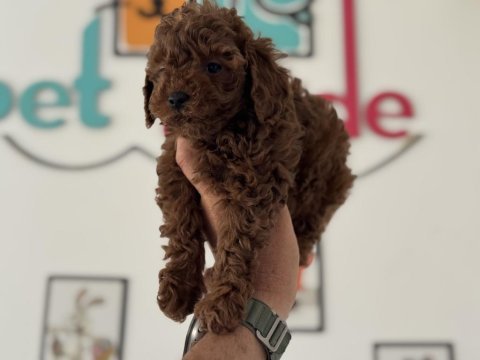 Petmode köpek çiftliğinde ziyarete açık toy poodle