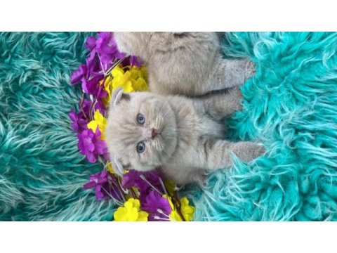 Show kalite scottish fold bebekler yeni yuvalarını arıyor