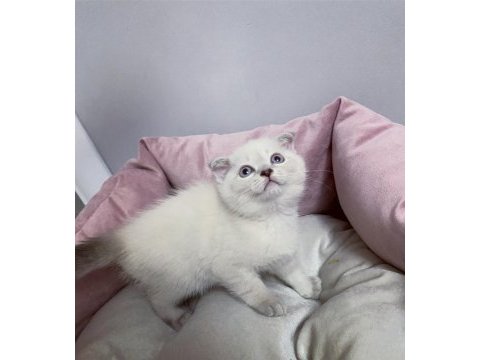 Bluepoint british shorthair dişi ve erkek yavrular