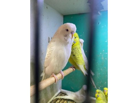 Erkut pet'den yavru jumbo muhabbet kuşları sınırsız sayıda