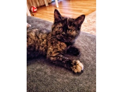 Dişi exotic shorthair ücretsiz