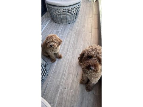 Toy poodle 2 numara aşılı