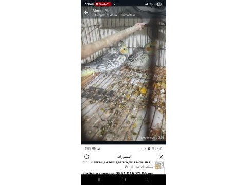 Satılık sultan papağanı albino lutino wifi