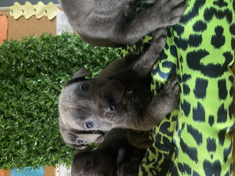 Ruhsatlı çiftliğimizden safkan cane corso yavruları