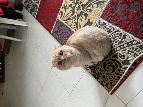 Scottish fold gold kedimiz