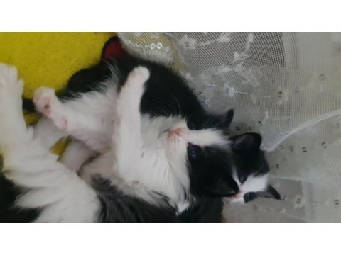Tekli veya çoklu kedileri sahiplendirme ücretsiz