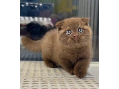 Cinnamon scottish fold yavrularımız 
