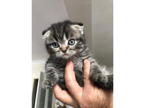 Scottish fold izmir