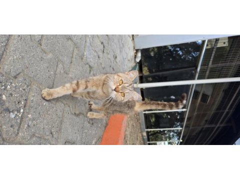 Bursa içi elden teslim kedimiz