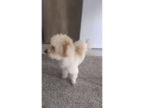 1 yaşında dişi toy poodle