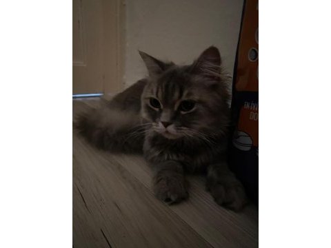 British longhair yavrumuz