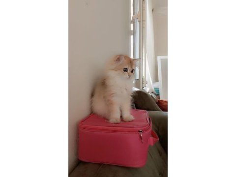 Full şecereli ny 12 dişi british longhair