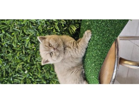 Ayı surat british shorthair kızımız yeni ailesini arıyor