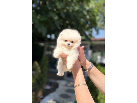 Pomeranian boo dişi köpeğimiz