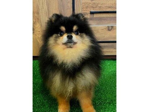 11 aylık teddy bear erkek pomeranian