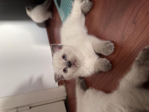 British shorthair blue point
