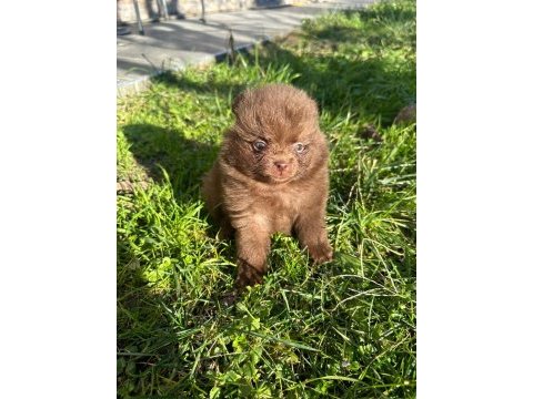 Antalya pomeranian boo köpekler