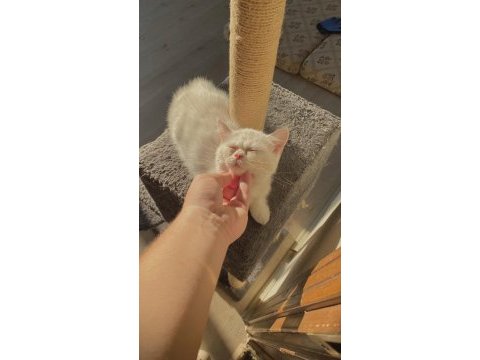 Erkek yavru kedimiz