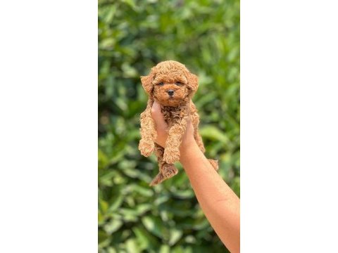 Tüy dökmeyen poodle yavruları