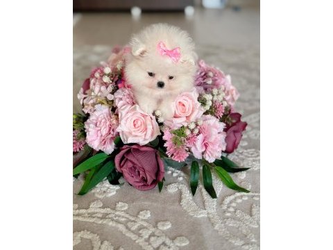 Pomeranian mikro boy prenses