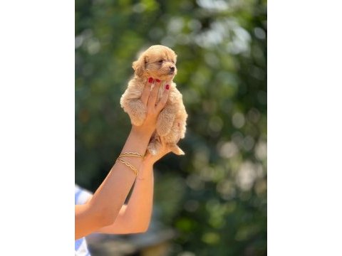 Aşılı ve çiş pedi eğitimli maltipoo bebekler 