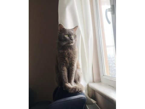 Oğluma eş arıyoruz british shorthair
