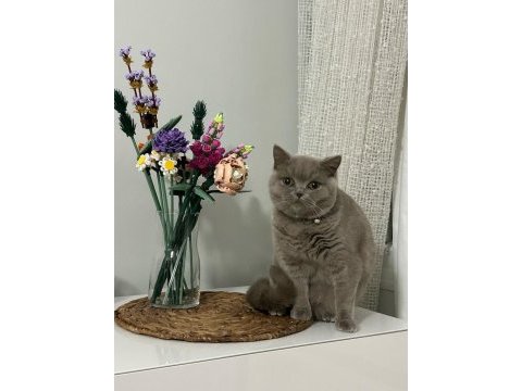 British shorthair kedisi