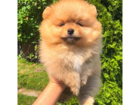 Orijinal ayı surat pomeranian boo