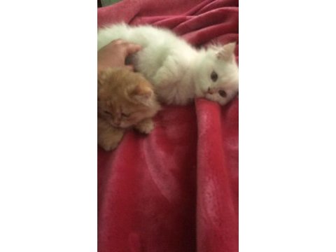 Acil sahiplendirceğim british longhair
