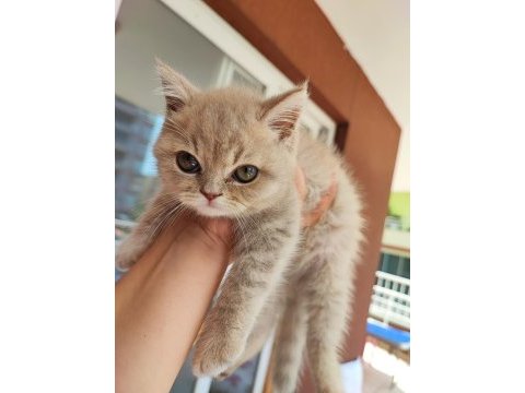 British longhair minişler yeni sahiplerini bekliyor