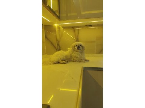Köpeğimiz acil sahiplendirilir