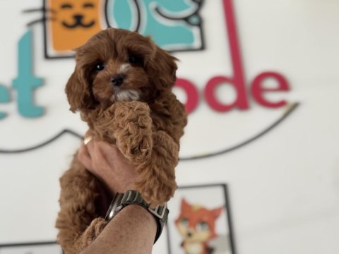 Petmode köpek çiftliğinden kore maltipoo