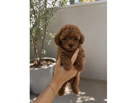 Baby face toy poodle yavrular