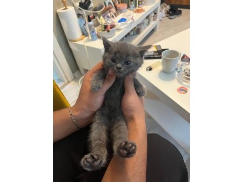 İzmir içi kedimin yavrularını sahiplendiriyorum