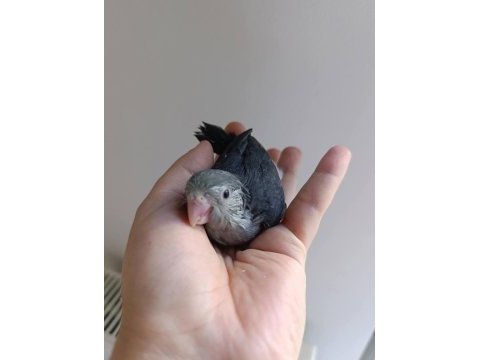 Renk renk bebekler evciller