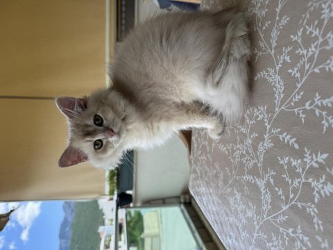 British longhair ay11 erkek yavrumuza yuva arıyoruz
