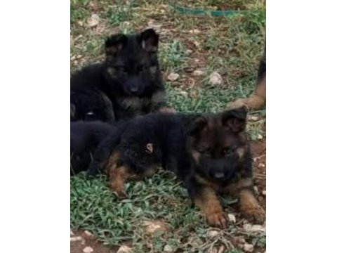 Orjinal alman çoban köpeği (alman kurdu) yavrusu