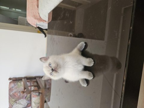 2 aylık safkan british shorthair