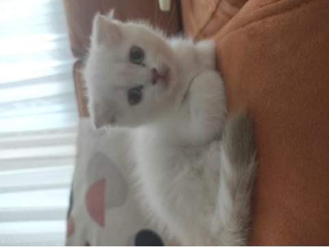 2 aylık beyaz yavru kedim