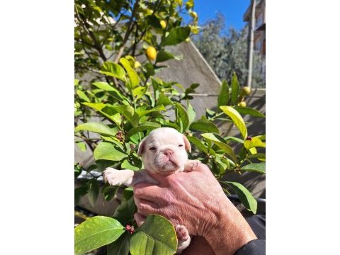 Platinum dişi french bulldog yavrular
