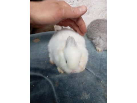 Cüce tavşan yavruları